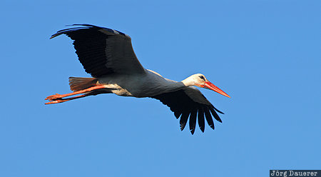 A stork in the Chellah Morocco, Rabat, Rabat-Salé-Zemmour-Zaër, stork, animal, bird, blue sky, Marokko, Rabat-Sale-Zemmour-Zaer
