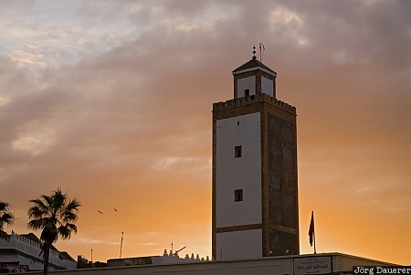 Essaouira, Marrakech-Tensift-Al Haouz, Morocco, ben youssef, minaret, mosque, palm tree, Marokko