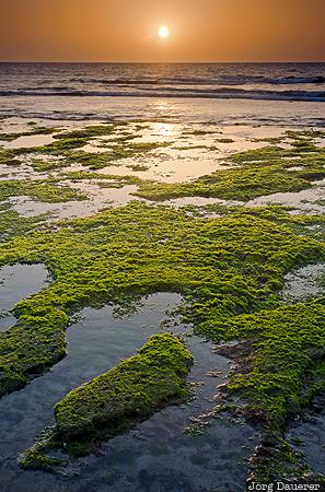 algae, Ar Ruways, arabian sea, Ash Sharqiyah, beach, coast, morning light