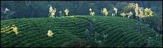 Munnar Tea Gardens