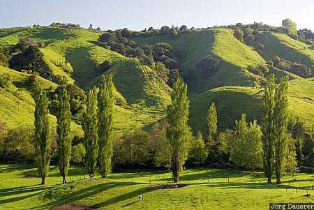 Green Landscape New Zealand, Bay of Plenty, Whakatane, Ohope, blue sky, farmland, green