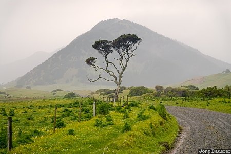 New Zealand, Gisborne, Te Araroa, North Island, fog, green, Horoera, Neuseeland