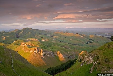 New Zealand, North Island, Havelock North, Hawke's Bay, farmland, green, morning light, Neuseeland