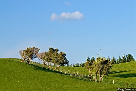 Green Farmland Gladstone, New Zealand, blue sky, cloud, clouds, farmland, green, Neuseeland