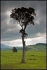 Tree near Kiama