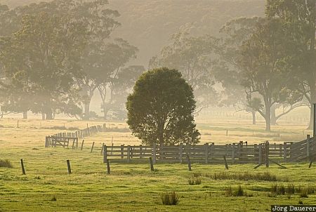 Australia, New South Wales, Tathra, morning light, tree, fog, mist