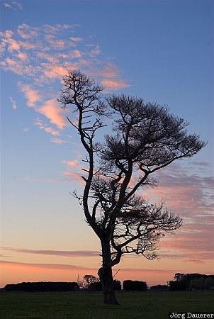 Sunrise and tree Australia, Victoria, Great Ocean Road, silhouette, sky, red clouds, sunrise, Australien, Down Under, VIC