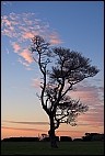 Sunrise and tree
