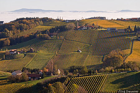 Austria, AUT, fog, Leutschach an der Weinstra&szlig;e, Lubekogel, morning light, vineyard, Styria, &Ouml;sterreich, Steiermark, Leutschach an der Weinstrasse, Oesterreich