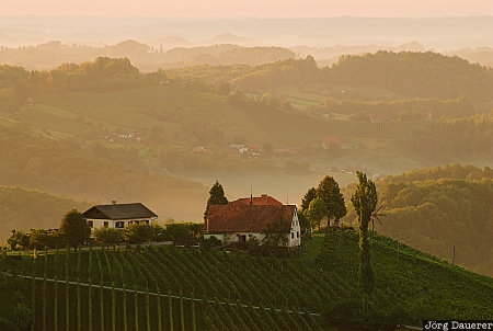 Austria, Styria, Ratsch an der Weinstra&szlig;e, farm house, fog, mist, morning light, &Ouml;sterreich, Steiermark, Oesterreich