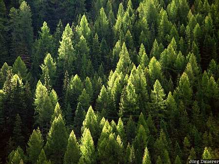 Dolomite Alps, Dolomiten, Italy, Belluno, mountains, fir trees, light passo di fedaia, Italien, Italia