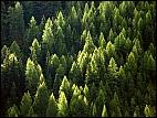 Fir Trees