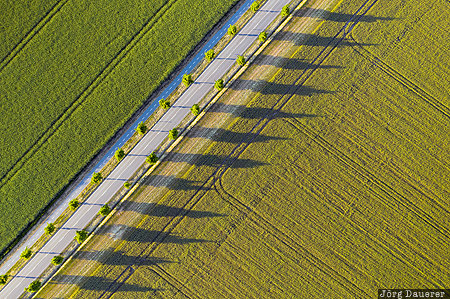 Avenue of Trees alley, Avenue of Trees, Denmark, DNK, Strøby Egede, evening light, shadow, Zealand, Dänemark, Stroby Egede, Daenemark
