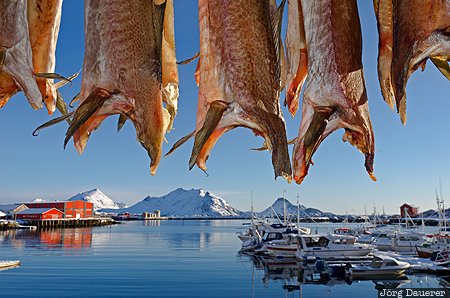 Ballstad, NOR, Nordland, Norway, back lit, boats, fish, Norwegen, Norge