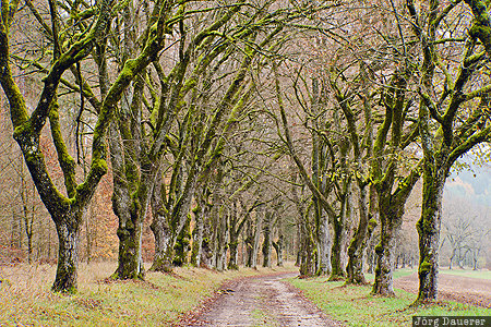 Aufse&szlig;, Bavaria, DEU, Germany, alley, autumn, avenue of Trees, Deutschland, Bayern, Aufsess