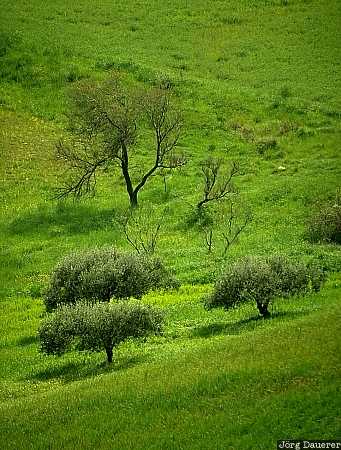 Green, meadow, trees, Sicily, Italy, Mediterranean