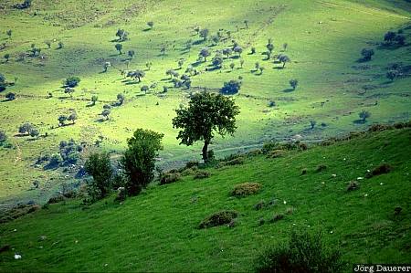 Troodos, trees, green, cyprus, mountains, grass, meadow
