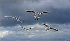 Seagulls