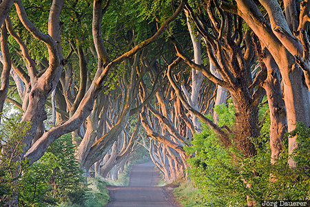 Dark Hedges Armoy, GBR, Gracehill, Northern Ireland, United Kingdom, beech trees, Dark Hedges, Ballymoney, Großbritannien, Vereinigtes Königreich, Grossbritannien, Vereinigtes Koenigreich