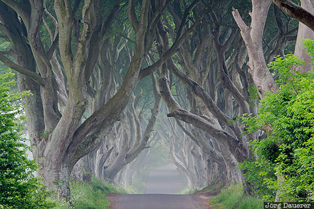 Armoy, GBR, Gracehill, Northern Ireland, United Kingdom, beech trees, Dark Hedges, Ballymoney, Gro&szlig;britannien, Vereinigtes K&ouml;nigreich, Grossbritannien, Vereinigtes Koenigreich