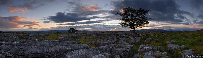 Lone tree Lone tree, England, Stainforth, United Kingdom, clouds, evening light, limestone, Winskill Stones, North Yorkshire, sunset