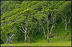 Tree Pattern