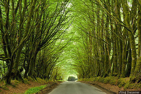 East Putford, England, GBR, Devon, United Kingdom, Avenue of Trees, Tree Alley, Gro&szlig;britannien, Vereinigtes K&ouml;nigreich, Grossbritannien, Vereinigtes Koenigreich