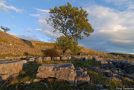 England, Yorkshire, Settle, drystone walls, tree, limestone, United Kingdom, Gro&szlig;britannien, Vereinigtes K&ouml;nigreich, Grossbritannien, Vereinigtes Koenigreich