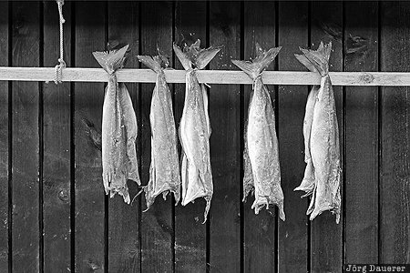 Faroe Islands, FRO, Gj&oacute;gv, dried fish, Dried Stockfish, Eysturoy, north atlantic, F&auml;r&ouml;er-Inseln, Gjogv, Faeroeer-Inseln