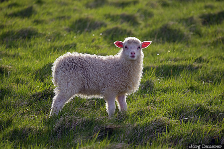 Back-lit Sheep Faroe Islands, FRO, Trøllanes, animal, back-lit, evening light, green, Kalsoy, Färöer-Inseln, Trollanes, Faeroeer-Inseln
