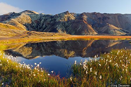 Iceland, ISL, Su&eth;urland, brown, highlands, common cottongrass, Eriophorum angustifolium, Landmannalaugar, Sudurland