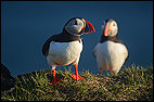 Atlantic puffins