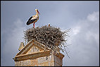 Storks