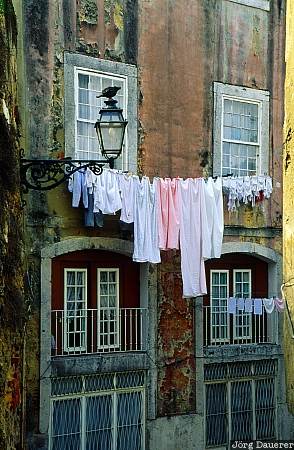 Alfama, street, pigeon, lamp, windows, laundry, Lisbon, Portugal