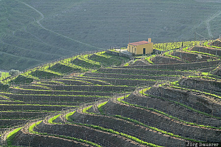 Douro, Douro river, evening light, Pinh&Atilde;&pound;o, valley, vineyard, wine, Portugal, Vila Real