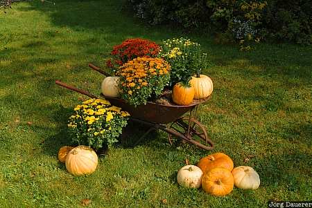 pumpkins, decoration, White Mountains, New Hampshire, autumn, New England, Neu England