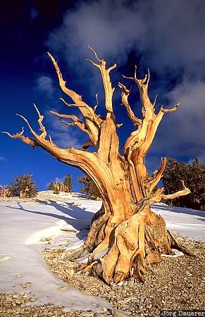Ancient Bristlecone Pine Forest, White Mountains, sun, California, United States, tree, blue sky, USA, Vereinigte Staten, Kalifornien, CA