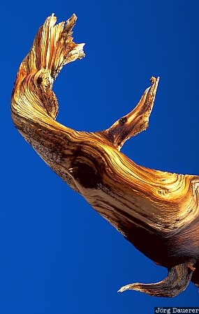 Silhouette Silhouette, Ancient Bristlecone Pine Forest, White Mountains, California, United States, blue sky, tree, branch