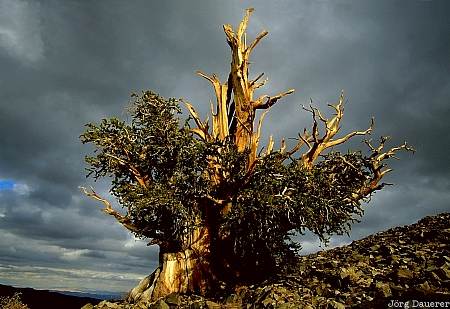 Clouds, Ancient Bristlecone Pine Forest, White Mountains, storm, California, United States, tree