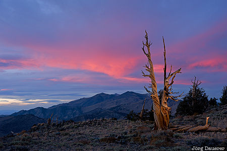 Bishop, California, Laws, United States, USA, Ancient Bristlecone Pine Forest, Bristlecone Pine, Vereinigte Staten, Kalifornien, CA