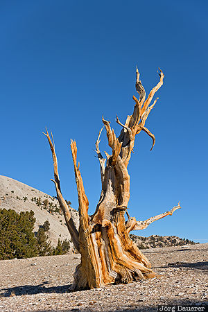 Bishop, California, Chalfant Valley, United States, USA, Ancient Bristlecone Pine Forest, Bristlecone Pine, Vereinigte Staten, Kalifornien, CA