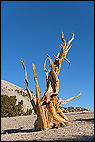 Bristlecone Pine