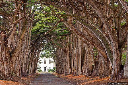 California, alley, avenue of trees, Cypress Tree Tunnel, Inverness, Marin County, Point Reyes National Seashore, United States, USA, Vereinigte Staten, Kalifornien, CA