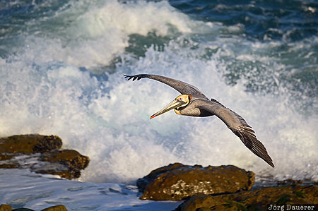 California, La Jolla, United States, USA, beach, bird, California Brown Pelican, Vereinigte Staten, Kalifornien, CA