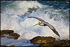 California Brown Pelican