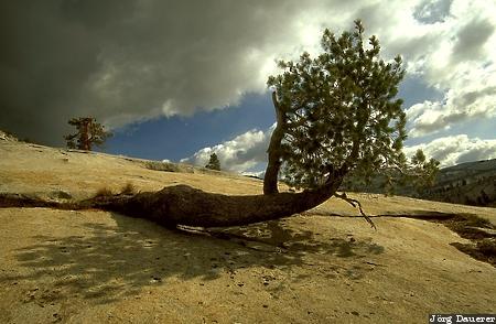 Olmstead Point Olmstead Point, United States, California, Yosemite National Park, dark clouds, rocks, tree
