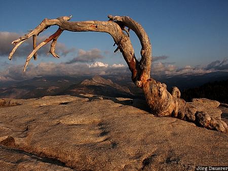 Sentinel Dome, Yosemite Nationalpark, Jeffrey Pine, california, Sierra Nevada, United States, Kalifornien, USA, Vereinigte Staten, CA