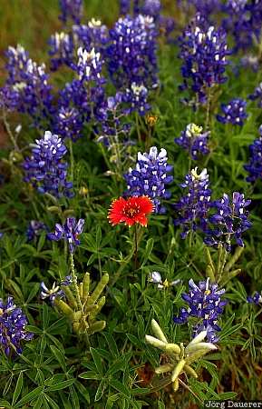 Blue Bonnets, blue bonnet, flower, United States, Texas, wildflower, Fredericksburg