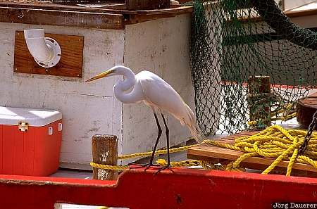 Heron, bird, animal, Rockport Harbor, United States, Texas, gulf coast