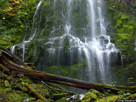 Belknap Springs, Blue River, cascade range, cascades, flowing water, green, moss